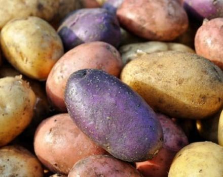 Review of the best potato varieties with a description