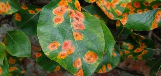 What to do if there are yellow spots on the leaves of a pear, the causes of the disease and its treatment