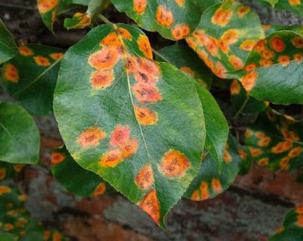 Que faire s'il y a des taches jaunes sur les feuilles d'une poire, les causes de la maladie et son traitement