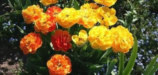 Description of the tulip variety Double of Beauty Apeldoorn, planting and care