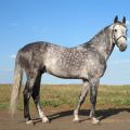 Description et caractéristiques de la race de cheval Oryol, caractéristiques du contenu