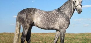 Description and characteristics of the Oryol horse breed, features of the content