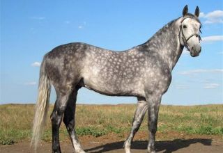 Description et caractéristiques de la race de cheval Oryol, caractéristiques du contenu