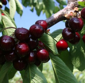 Descripción y características de la variedad de cereza Odrinka, plantación y cuidado.