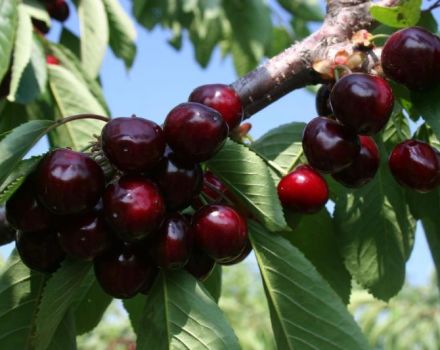 Descripción y características de la variedad de cereza Odrinka, plantación y cuidado.