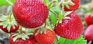 Les meilleures variétés de fraises sans barbe, reproduction, plantation et soins