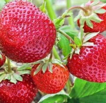 Les meilleures variétés de fraises sans barbe, reproduction, plantation et soins