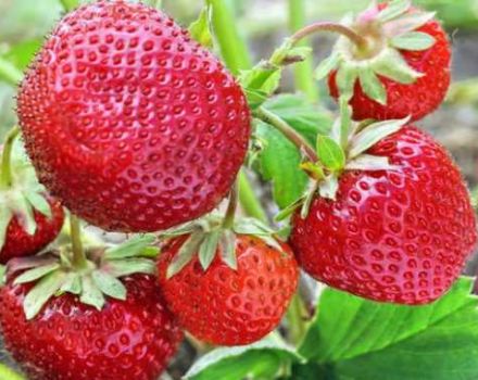 Les meilleures variétés de fraises sans barbe, reproduction, plantation et soins