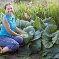 The best cabbage varieties for 2020 with a description and selection by growing region