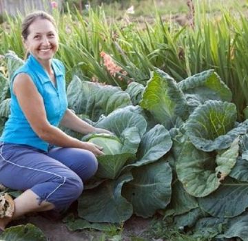 Las mejores variedades de repollo para 2020 con una descripción y selección por región de cultivo.