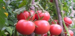 Description of the Kasamori tomato variety and its characteristics