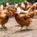 For what reasons do domestic chickens die and what to do about it