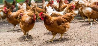 For what reasons do domestic chickens die and what to do about it