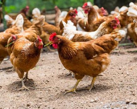 For what reasons do domestic chickens die and what to do about it