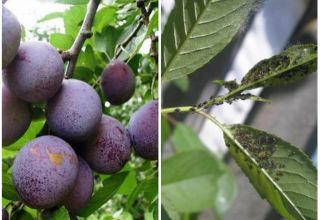 Paano haharapin ang aphids sa isang plum at kung paano ituring ang mga remedyo ng kemikal at katutubong