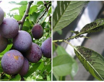 Cómo tratar los pulgones en una ciruela y cómo tratarlos con remedios químicos y populares.