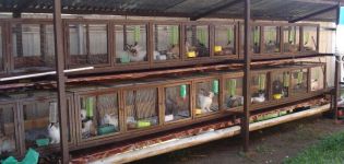 Rules for breeding and keeping rabbits from scratch at home