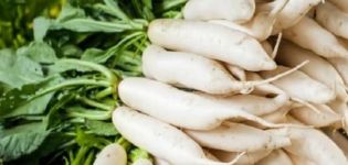 Popis odrůdy daikon Caesar, vlastnosti kultivace a péče