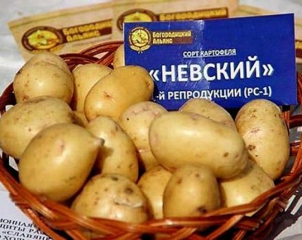 Descripció de la varietat de patates Nevsky, les seves característiques i rendiment