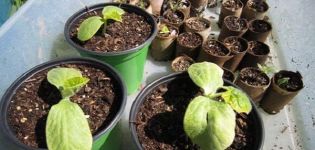 Why cucumber seedlings fall and wither, how to properly care for and water