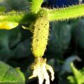 Why does the ovary of cucumbers turn yellow in a greenhouse and open field, what to do