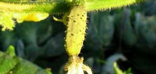 Why does the ovary of cucumbers turn yellow in a greenhouse and open field, what to do