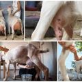 How to milk a goat with your own hands and apparatus, tips for beginners