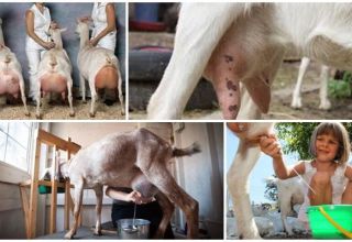 How to milk a goat with your own hands and a machine, tips for beginners