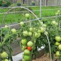 Description of the Cypress tomato variety, its characteristics and yield