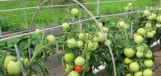 Description of the Cypress tomato variety, its characteristics and yield