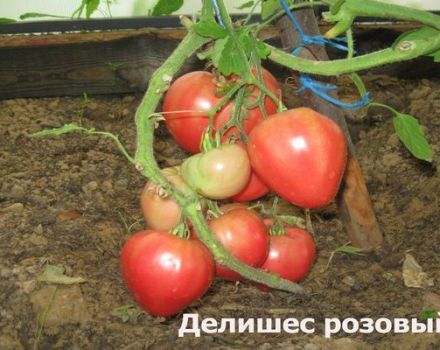 Kenmerken en beschrijving van de tomatensoort Delicious