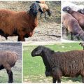 Description and characteristics of the rams of the Hissar breed, their pros and cons