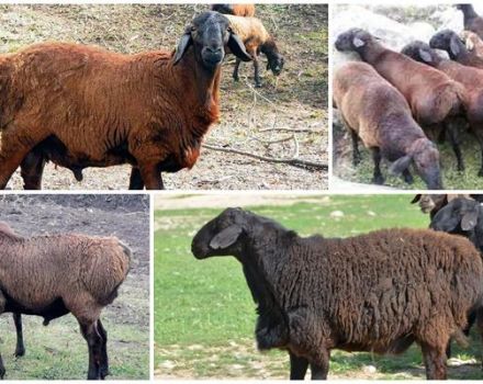 Description and characteristics of the rams of the Hissar breed, their pros and cons