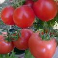 The best and most productive varieties of tomatoes for Belarus in a greenhouse and open field