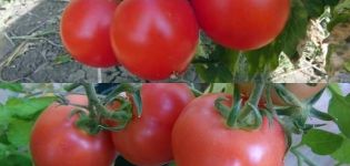 Les variétés de tomates les meilleures et les plus productives pour la Biélorussie en serre et en plein champ