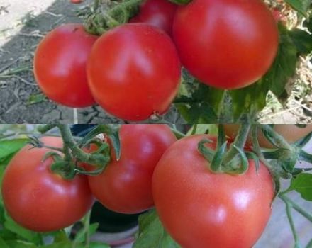 Las mejores y más productivas variedades de tomates para Bielorrusia en invernadero y campo abierto.