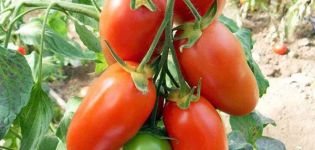 Ciri-ciri dan perihalan Krasavchik pelbagai jenis tomato