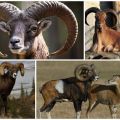 Description et habitats des béliers mouflons, s'ils sont gardés à la maison