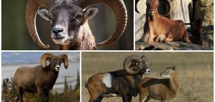 Penerangan dan habitat domba mouflon, sama ada ia dijaga di rumah