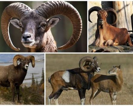 Penerangan dan habitat domba mouflon, sama ada ia dijaga di rumah