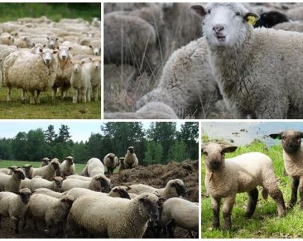 Description et caractéristiques des moutons de la race Gorky, les règles de leur entretien