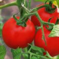 Penerangan mengenai varieti tomato Lily Marlene dan ciri-cirinya