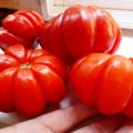 Description et caractéristiques de la variété de tomate Lorraine Beauty