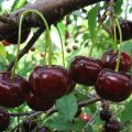 Description and characteristics of the Zagorievskaya cherry variety, planting, cultivation and care