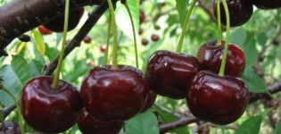 Description and characteristics of the Zagorievskaya cherry variety, planting, cultivation and care