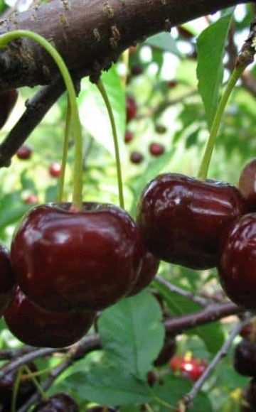 Descripción y características de la variedad de cereza Zagorievskaya, plantación, cultivo y cuidado.