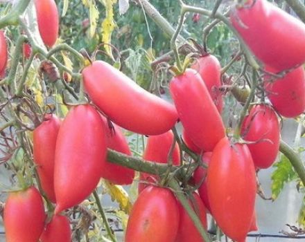 Description and characteristics of Khokhloma tomato, its yield