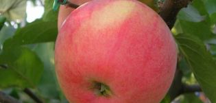 Description of the Teremok apple variety, breeding history and yield