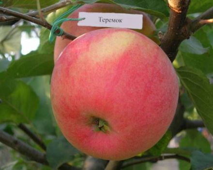 Description of the Teremok apple variety, breeding history and yield