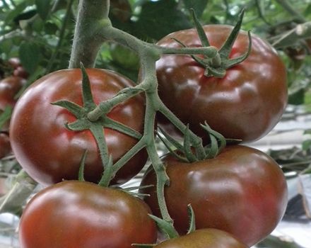 Description de la variété de tomate Sasher, ses caractéristiques et sa culture